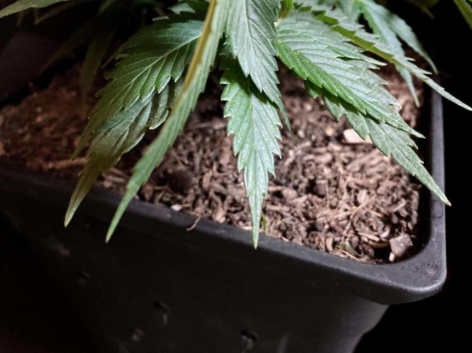 3M 👩 Runtz x Brazil. Week 8