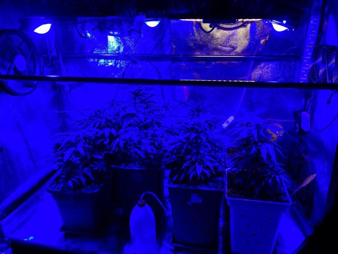 3M 👩 Runtz x Brazil. Week 8