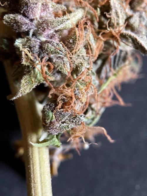 3M 🔻 Mendocino Purple Kush. Week 19