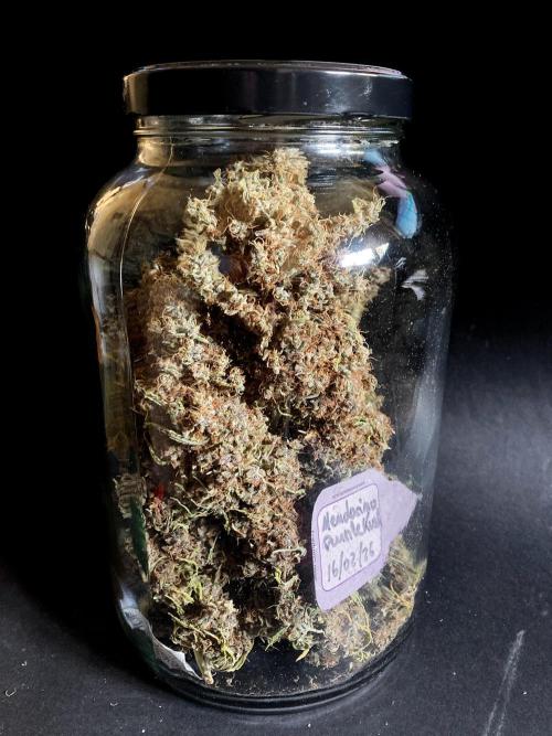 3M 🔻 Mendocino Purple Kush. Week 19