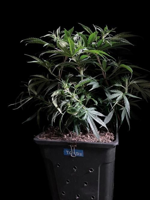 3M ❌ Tangie x Brazil. Week 8