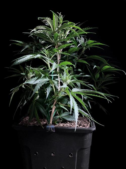 3M ❌ Tangie x Brazil. Week 8