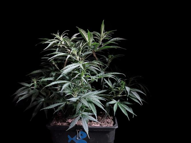 3M ❌ Tangie x Brazil. Week 8