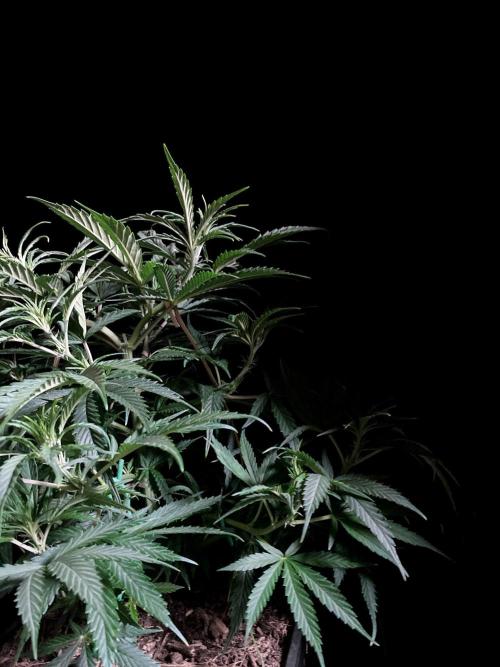 3M ❌ Tangie x Brazil. Week 8