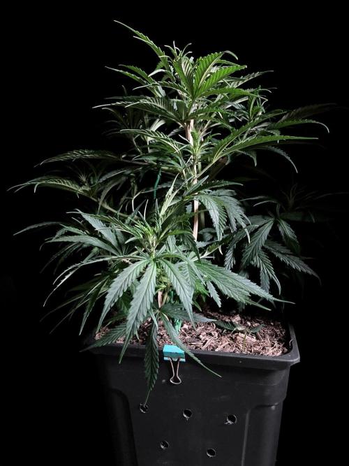 3M ❌ Tangie x Brazil. Week 8