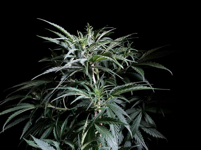 3M ❌ Tangie x Brazil. Week 8