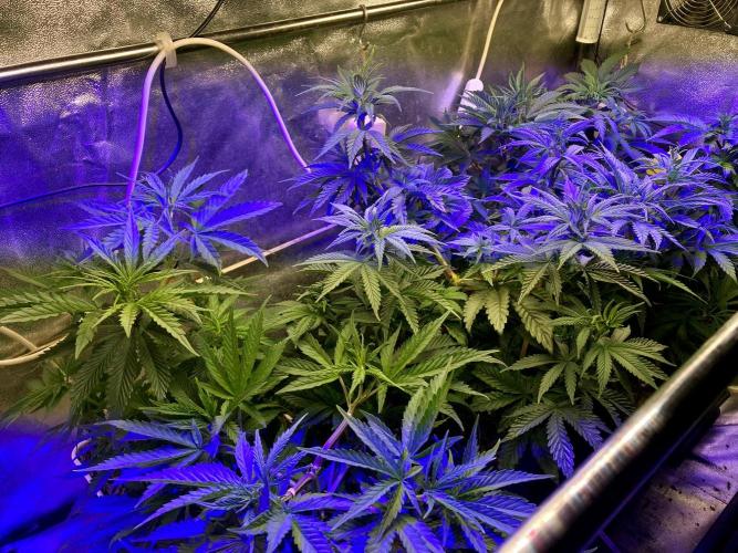 3M ❌ Tangie x Brazil. Week 8