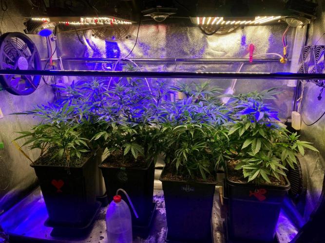 3M ❌ Tangie x Brazil. Week 8