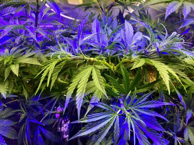 3M ❌ Tangie x Brazil. Week 8
