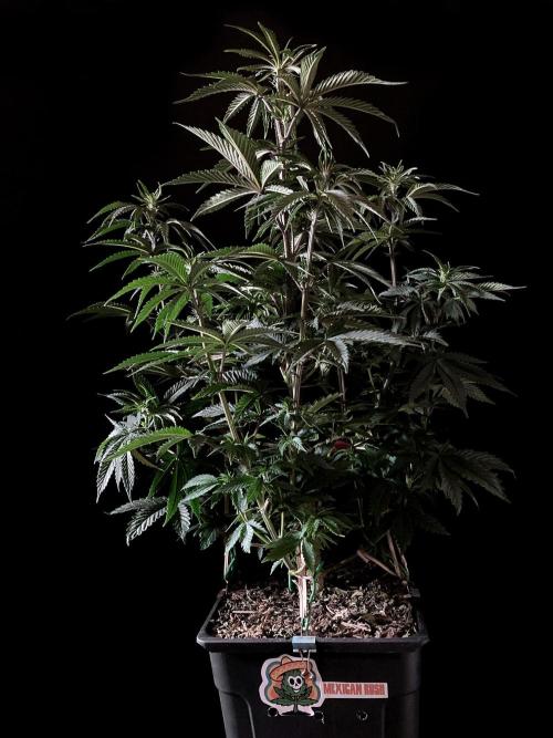 3M 🌮 Mexican Rush. Week 8