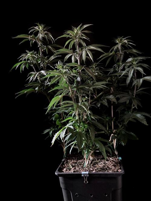 3M 🌮 Mexican Rush. Week 8
