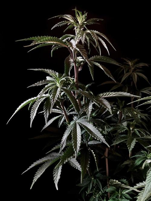 3M 🌮 Mexican Rush. Week 8