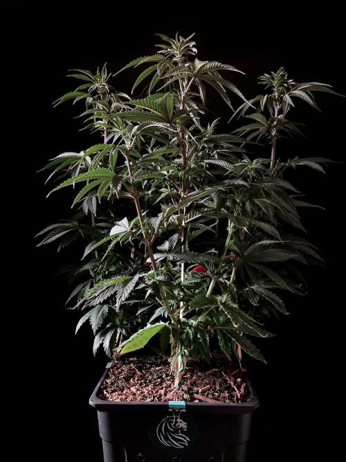 3M 🌮 Mexican Rush. Week 8
