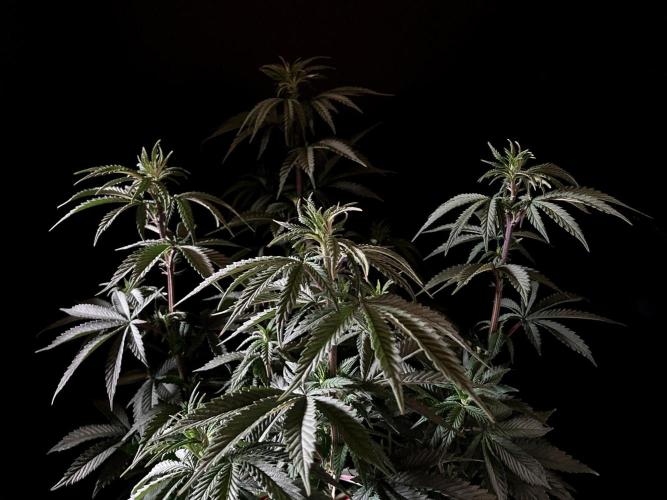 3M 🌮 Mexican Rush. Week 8