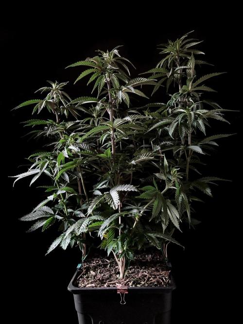 3M 🌮 Mexican Rush. Week 8