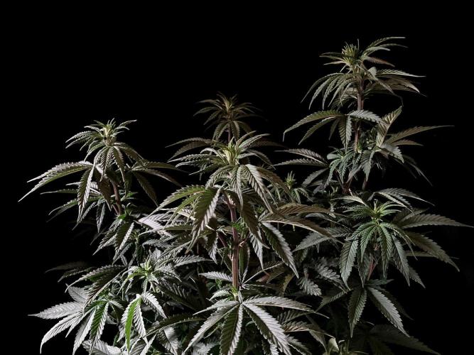 3M 🌮 Mexican Rush. Week 8