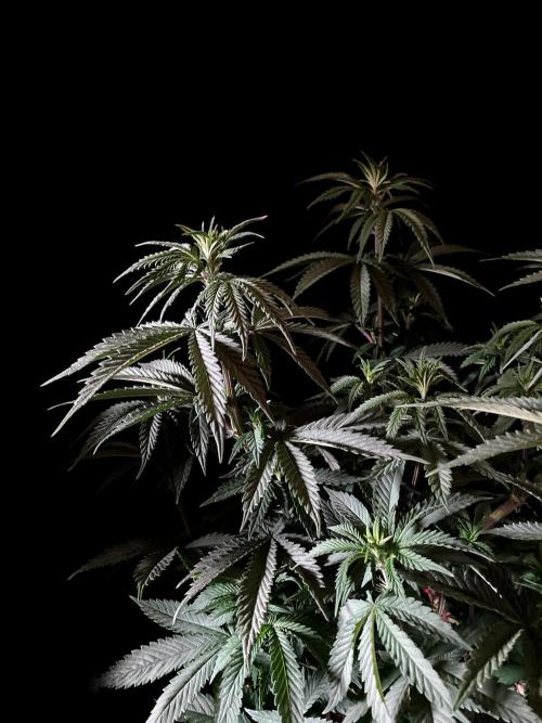 3M 🌮 Mexican Rush. Week 8