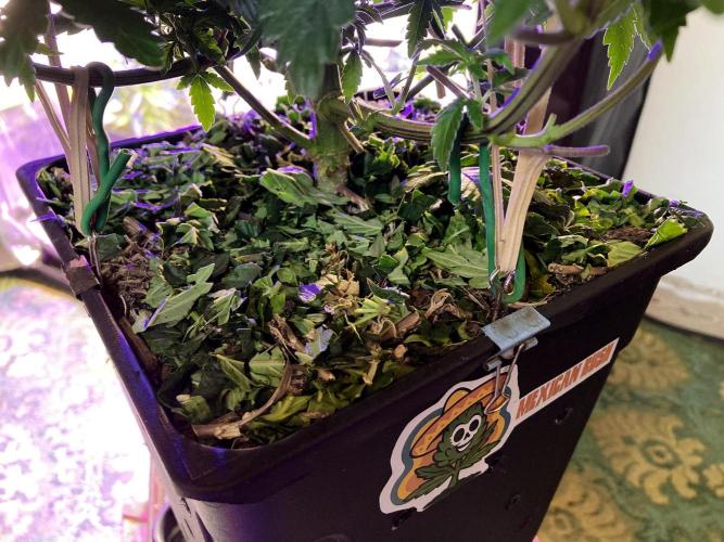 3M 🌮 Mexican Rush. Week 8