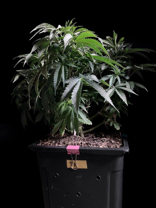 3M 🔺 Tutankhamon. Week 7