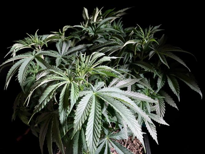 3M 🔺 Tutankhamon. Week 7