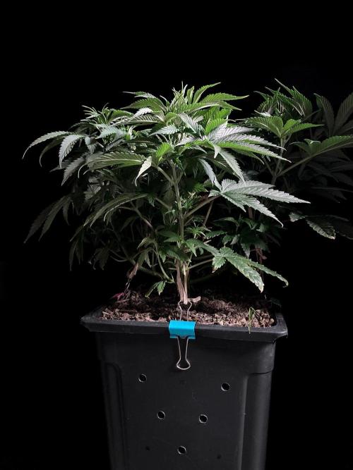 3M 🔺 Tutankhamon. Week 7