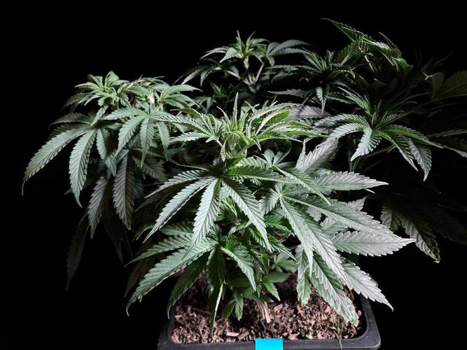 3M 🔺 Tutankhamon. Week 7