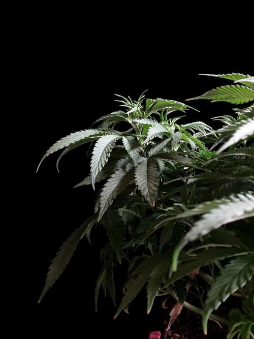 3M 🔺 Tutankhamon. Week 7