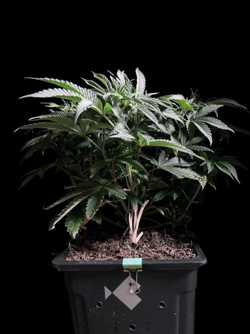 3M 🔺 Tutankhamon. Week 7