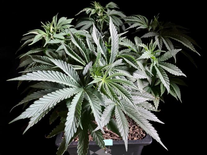 3M 🔺 Tutankhamon. Week 7