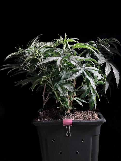 3M 🔺 Tutankhamon. Week 7