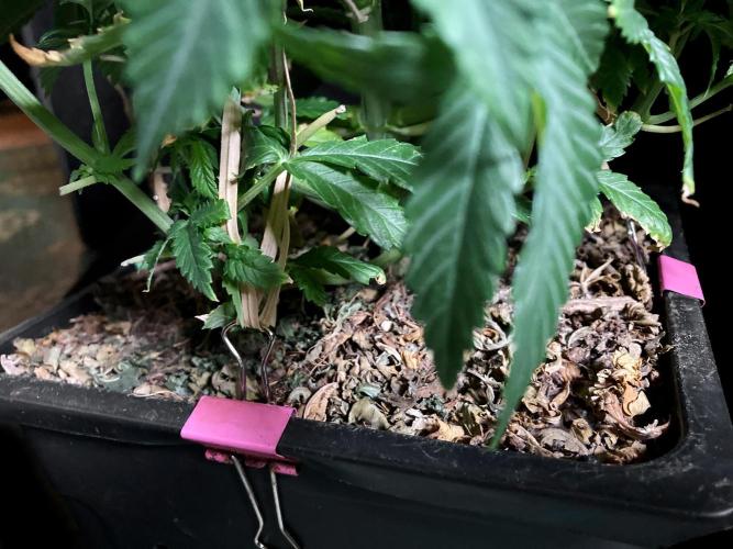 3M 🔺 Tutankhamon. Week 7 - Sacred Mulch