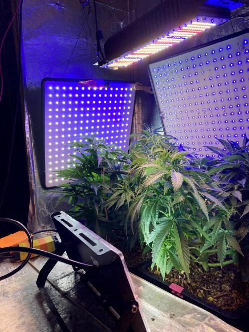 3M 🔺 Tutankhamon. Week 7