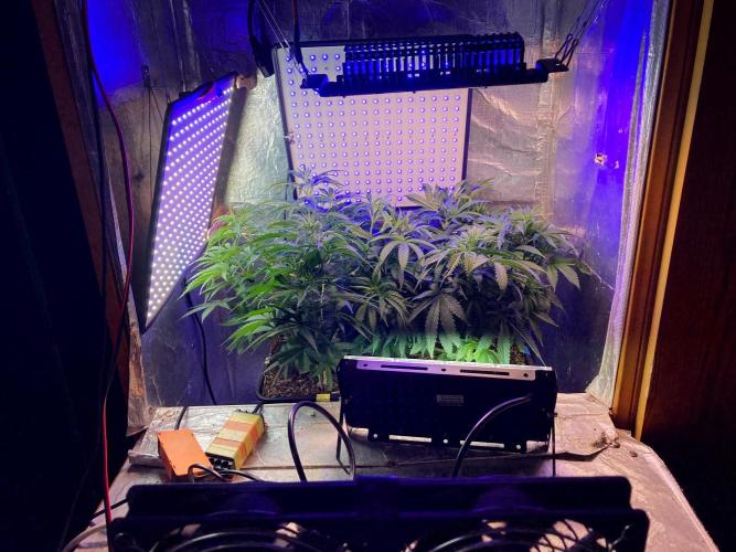 3M 🔺 Tutankhamon. Week 7