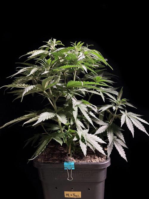 3M 🍁 NL x Thai. Week 6