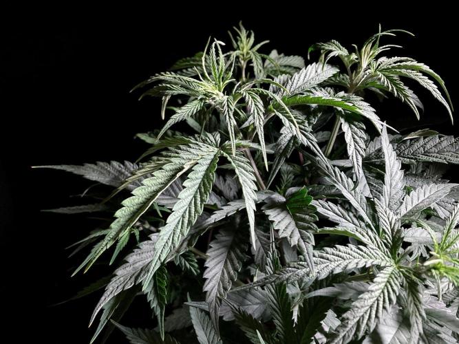 3M 🍁 NL x Thai. Week 6