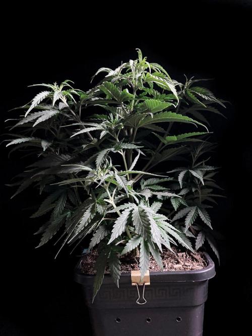3M 🍁 NL x Thai. Week 6