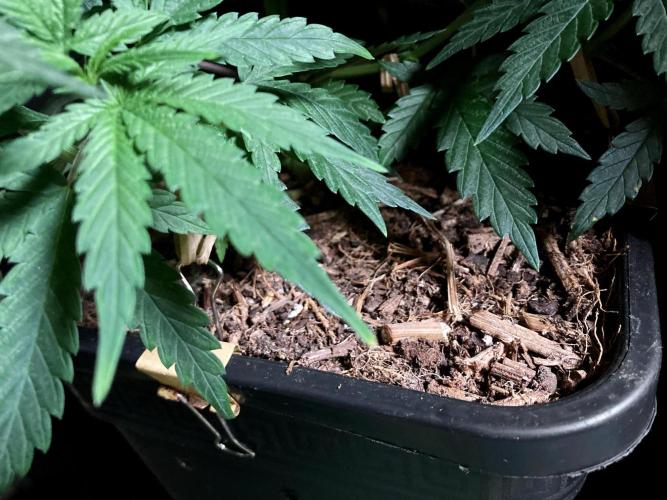 3M 🍁 NL x Thai. Week 6