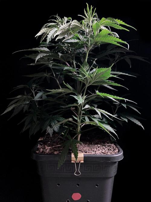 3M 🍁 NL x Thai. Week 6