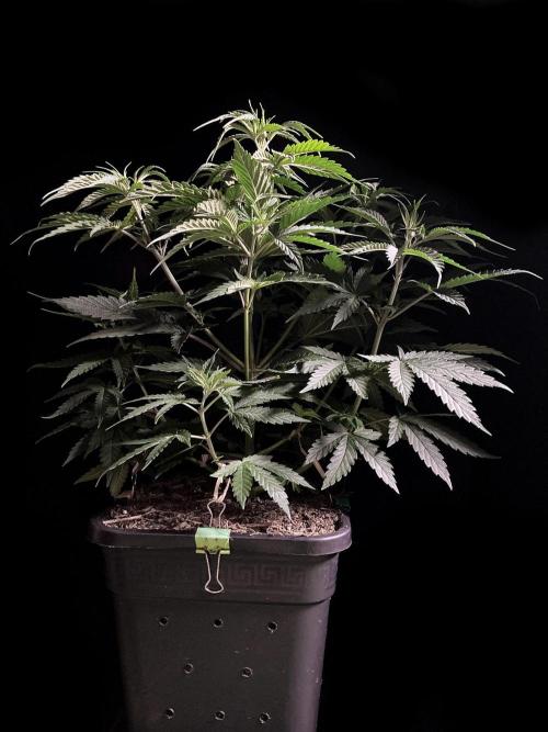 3M 🍁 NL x Thai. Week 6