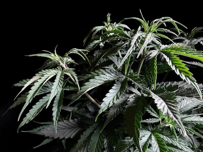 3M 🍁 NL x Thai. Week 6
