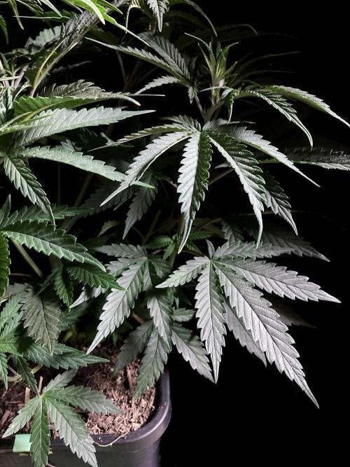 3M 🍁 NL x Thai. Week 6