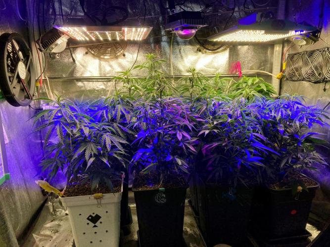 3M 🍁 NL x Thai. Week 6