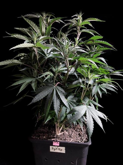 3M 👩 Runtz x Brazil. Week 9