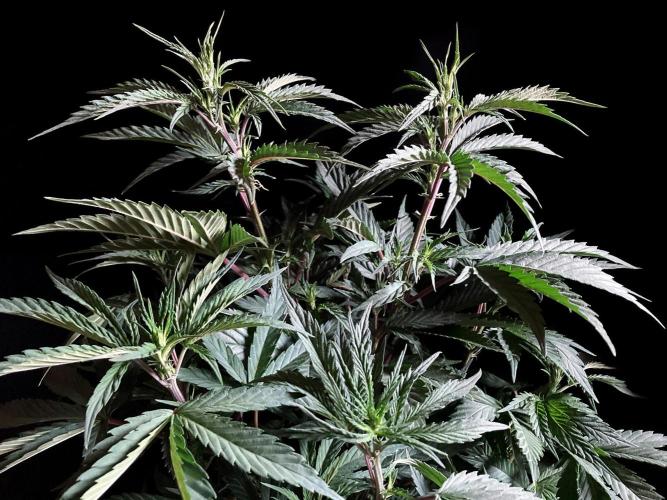 3M 👩 Runtz x Brazil. Week 9