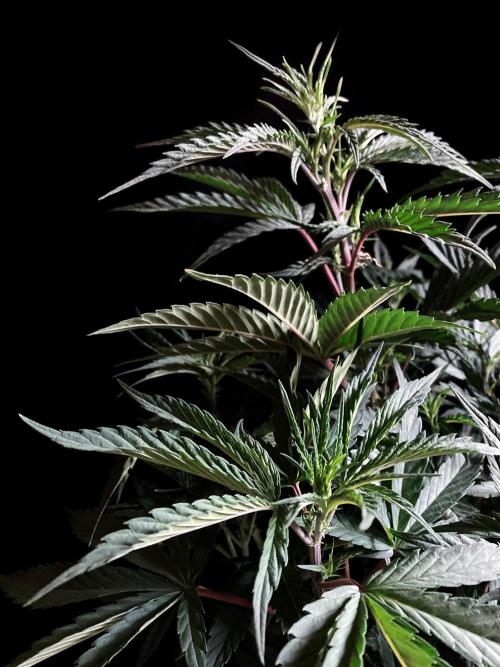 3M 👩 Runtz x Brazil. Week 9
