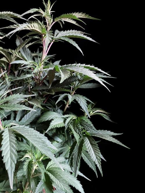 3M 👩 Runtz x Brazil. Week 9