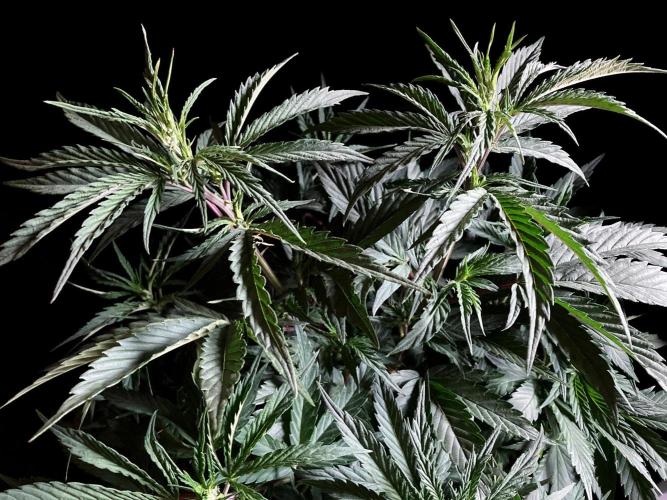 3M 👩 Runtz x Brazil. Week 9