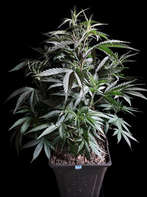3M 👩 Runtz x Brazil. Week 9
