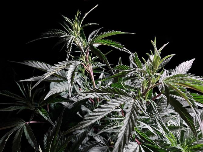 3M 👩 Runtz x Brazil. Week 9