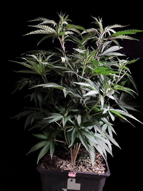 3M 👩 Runtz x Brazil. Week 9